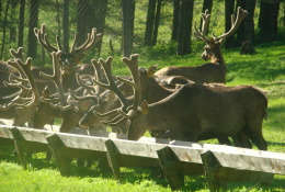 Развитие пантового оленеводства в Республике Алтай обсудили на АТФ